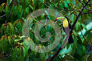 Toucan from Costa rica. Portrait of Keel-billed Toucan Ramphastus sulfuratus. Colorful bird on branch in the rainforest. photo