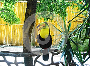 Toucan