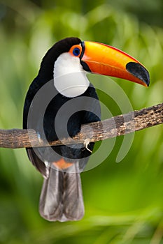 Toucan in dense vegetation