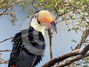 Toucan exotic tropical bird with a giant yellow beak sitting perched on a branch with leaves around it, wildlife animal