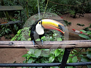 Toucan in Foz do IguaÃÂ§u, Brazil. photo