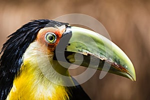 A Toucan with a green beak