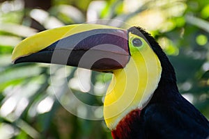 Toucan Head in close up