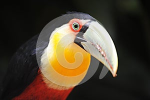Toucan head at Parque das aves photo