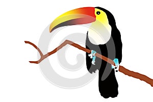 Toucan illustration on white background