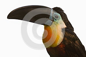 Toucan isolated on a white background - portrait photo