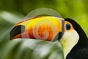 A Toucan with its orange beak