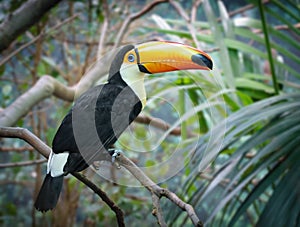 Toucan in a jungle