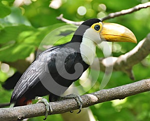 A toucan in a jungle rainforest.