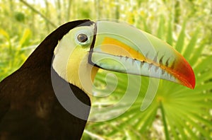 Toucan kee billed Tamphastos sulfuratus jungle photo