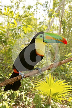 Toucan kee billed Tamphastos sulfuratus jungle photo