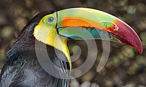 Toucan