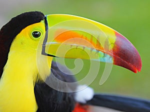 Toucan. Keel Billed Toucan, from Central America
