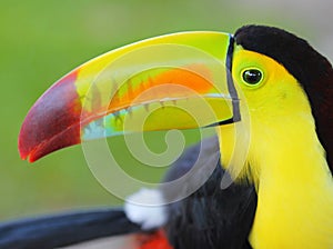 Toucan. Keel Billed Toucan, from Central America. Macro