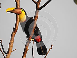 Toucan in my tree, Costa Rica