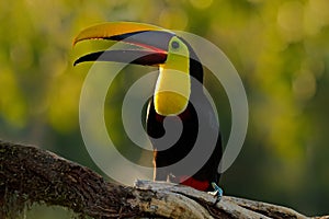 Toucan in the nature. Back sun light. Chesnut-mandibled Toucan sitting on the branch in tropical rain with green jungle background