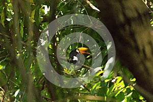 Toucan with open beack in forest