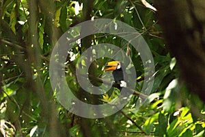 Toucan with open beack in forest