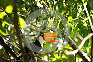 Toucan with open beack in forest