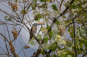 Toucan in Osa Peninsula, Costa Rica photo