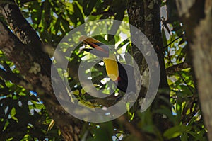Toucan in Osa Peninsula, Costa Rica