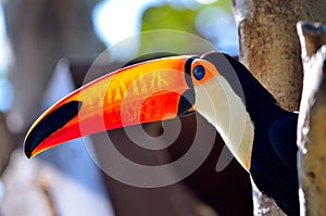 Toucan outdoor - Ramphastos sulphuratus