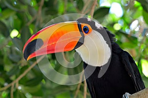 Toucan outdoor - Ramphastos sulphuratus