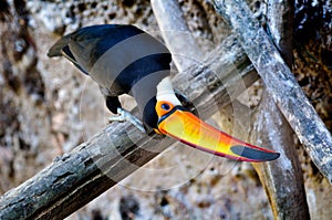 Toucan outdoor - Ramphastos sulphuratus