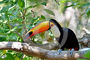 Toucan outdoor - Ramphastos sulphuratus