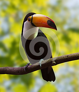 Toucan over nature background