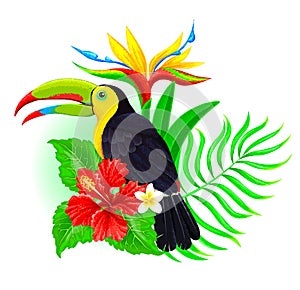Toucan with palm leaf and hibiscus