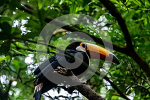 Toucan at Parque das Aves - Foz do Iguacu, Parana, Brazil photo