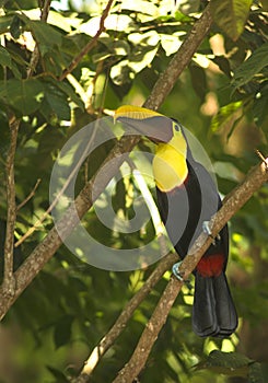Toucan Perched in a Tree