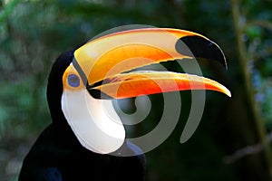 Toucan in Profile