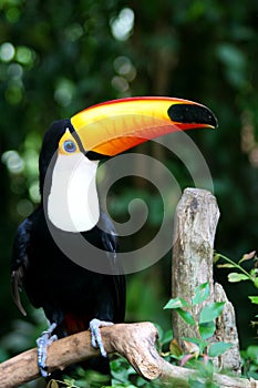 Toucan in Profile