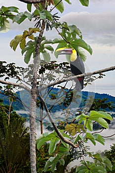 Toucan in the rainforest of Costa Rica