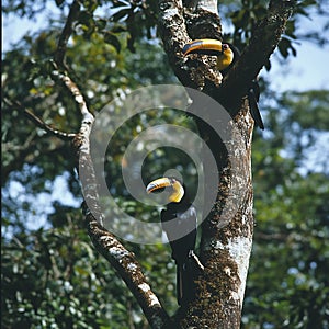 Toucan, rainforest, tree, Ramphastos, Ramphastidae. photo