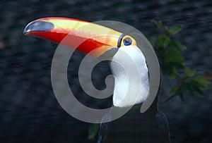 TOUCAN-RAMPHASTIDAE