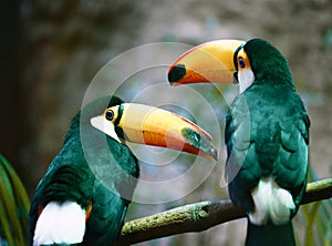 Toucan (Ramphastos toco) couple sitting on a branch