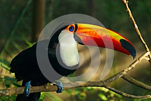 Toucan Ramphastos toco is sitting on the branch