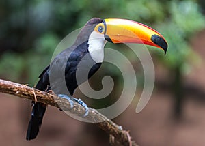 Toucan Ramphastos toco sitting on tree