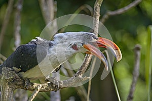 Toucan (Ramphastos toco) sitting on tree branch