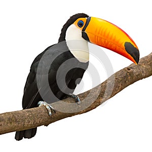 Toucan photo