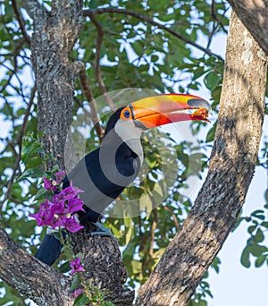 Toucan Ramphastos toco sitting on tree branch in Pantanal, Brazil