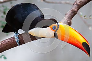 Toucan (Ramphastos toco) sitting on tree branch in tropical fore