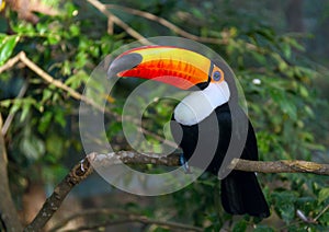 Toucan Ramphastos toco sitting on tree branch in tropical forest