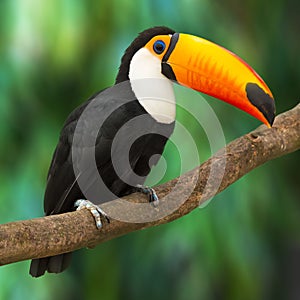 Toucan photo