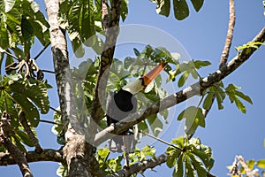 Toucan ramphastos toco on tree