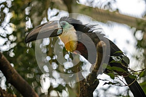 Toucan - Ramphastos vitellinus, zoo or wildlife .Close up.