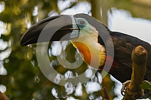 Toucan - Ramphastos vitellinus, zoo or wildlife .Close up.